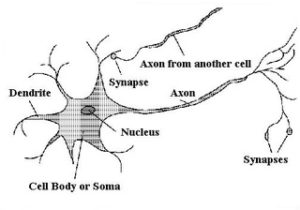 Brain Neurons